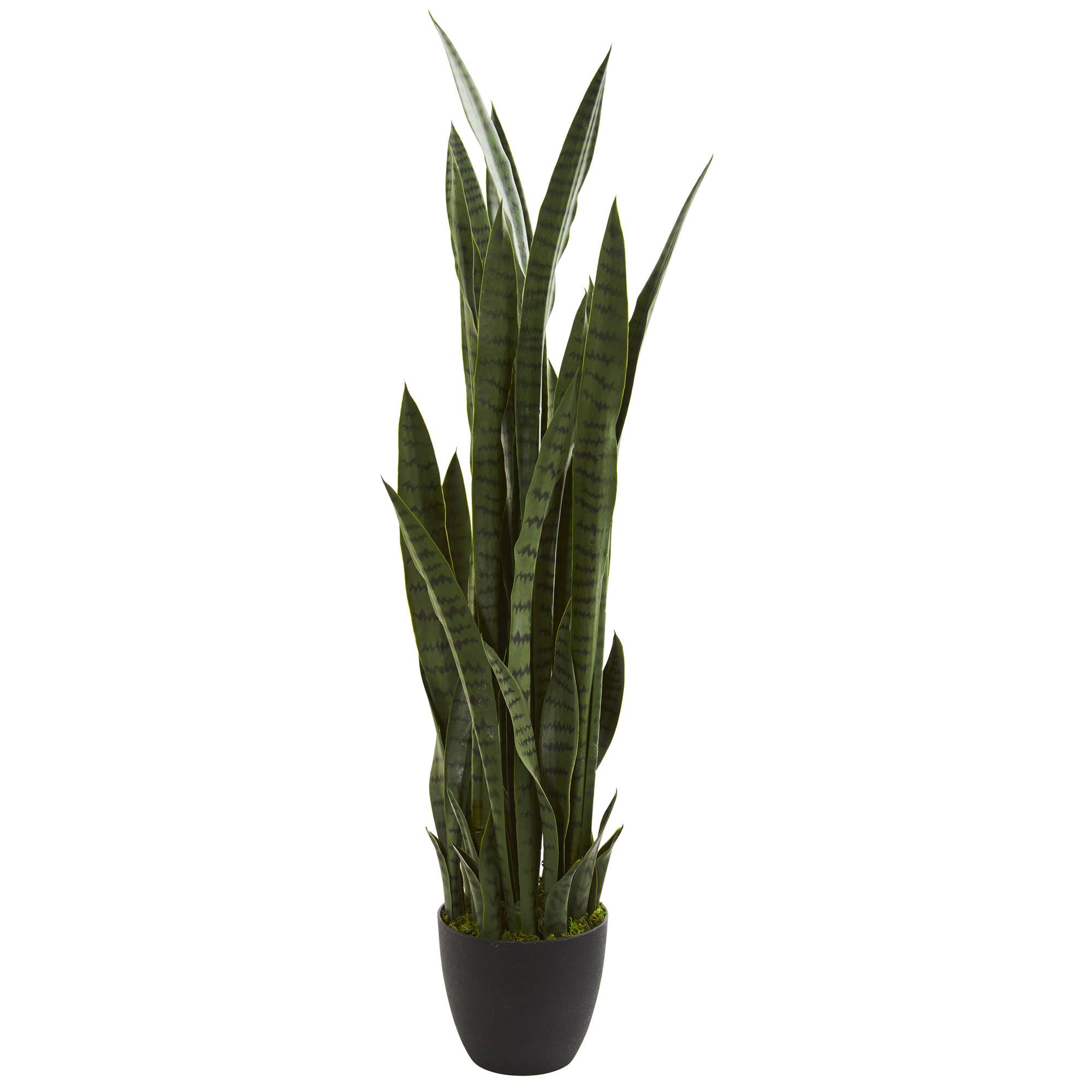 3.5ft. Potted Snake Plant